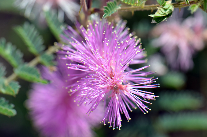 Velvetpod Mimosa has large showy pink, pink-purplish to magenta flowers. The flowers are up to 2 inches (50 mm) long. The flowers fade to whitish or pinkish after maturity. Flowers have a slight fragrance. Fruits are a Legume pod often constricted between seeds. Mimosa dysocarpa